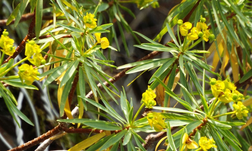 Euphorbia dendroides